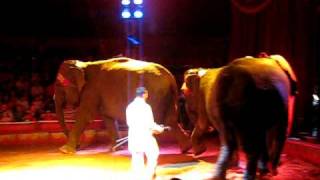 Circus elephants stroll in the Arena Medrano circus performs in Romania [upl. by Bartley915]