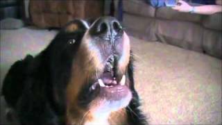 Bernese Mountain Dog Barking [upl. by Leizo]