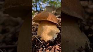 NONNO ma che PORCINO ENORME 😱😍porcini funghi funghiporcini boletus boletusedulis fungo [upl. by Jumbala]