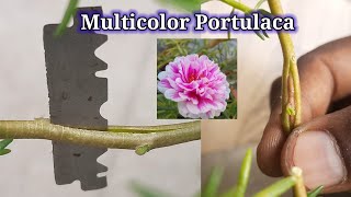 How to grow multicolor portulaca flower  moss rose  Grafting  Hybrid mixed colour [upl. by Ewer]