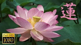 Lotus flower in Japan【Full HD】 [upl. by Sheri]