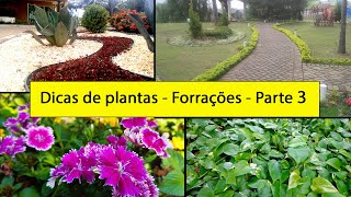 Dicas de plantas  Forrações  Parte 3 [upl. by Haydon]