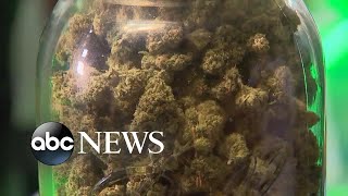 Marijuana legalization on the ballot in 5 states  ABCNL [upl. by Anneh143]