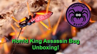 Horrid King Assassin Bug Unboxing [upl. by Ehtyaf]