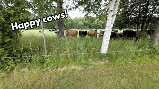 Back pasture is ready and the cows love it [upl. by Ikairik]