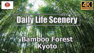 Bamboo Forest Kyoto Japan  Arashiyama Bamboo Grove [upl. by Lian]