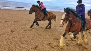 Cumbrian Heavy Horses Beach Ride By Drone amp GoPro HD [upl. by Megargee]