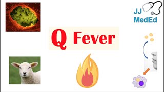 “A Disease from Farm Animals” Q Fever  Transmission Symptoms Treatment and Complications [upl. by Hsaniva]