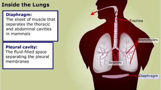 Human Respiratory System [upl. by Aryas651]