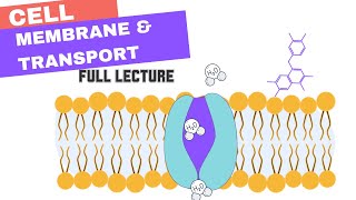 Chapter 7  Cell Membrane amp Transport Active amp Passive Transport Osmosis Diffusion Bulk [upl. by Brandi]