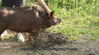 Wild Boar Hunting boar buster wild boar trapHow to catch wild boar quickly and safely [upl. by Latsyek]