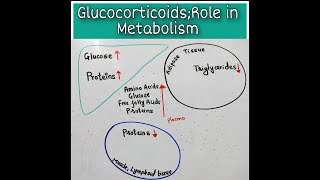 Role Of Glucocorticoids in Metabolism [upl. by Elisabetta]