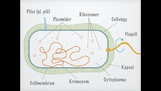 Bakteriecellens uppbyggnad [upl. by Yantruoc]