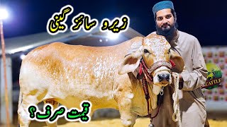 400K to 1000K SSK Cattle Farm Collection  Cattle Market Karachi  Bakra Eid 2024 [upl. by Zehcnas]