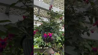 my Fuschia collections pinoygardener urbangardening stressrelief [upl. by Reniti]