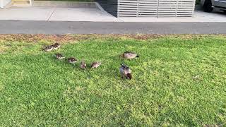 A group of Grebes [upl. by Anica]