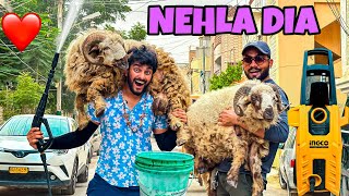 ALHAMDULILLAH Babloo Or Dabloo ko Nehla Dia😍 Qurbani Vlog Bakra Eid [upl. by Levi]