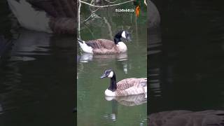 Urban Wildlife North Americas Most Iconic Waterfowl Navigate the Calm Waters bibbobbib wildlife [upl. by Oribel]