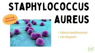 Staphylococcus aureus  Clinical Manifestations and Lab Diagnosis  Microbiology  Medinare [upl. by Priebe]