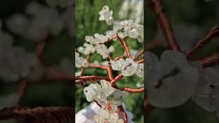 prehnite appreciationtree bonsai gemstones handmade [upl. by Ricarda]