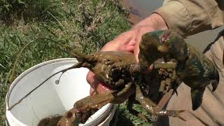 Catch a HEAP of YABBIES Ep34 Yabby Hunting [upl. by Bumgardner684]