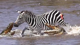 Brave Zebra Fights Off Five Crocodiles And Survives [upl. by Travax]