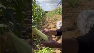 quotHandpicking sweet corn at Roundstone Farm 🌽🌞 SweetCorn HarvestTime farmlifejoy [upl. by Ahsenrat]