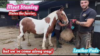 Farrier shoes problem horse with Leather pads satisfying asmr [upl. by Eidassac]