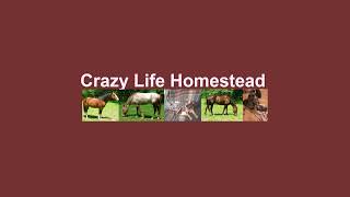 Crazy Life Homestead Live Stream [upl. by Notlef]