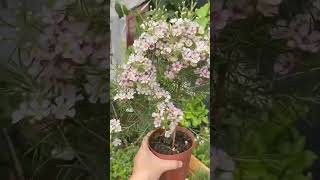 beauty of wax flower Chamelaucium plant waxflower plantlover [upl. by Anil]