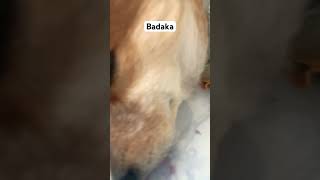 Badakabbnomoneydog trend video [upl. by Fredra752]