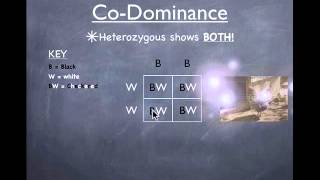 CoDominance Review [upl. by Kinsley]