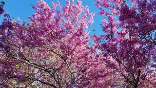 Judas Iscariot hanged himself from a tree of this species  Judas tree Cercis siliquastrum [upl. by Avery]