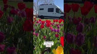 It’s Tulip Time in Pella IA pellaia tulips midwesttravel jkandkiminthecamper vanlife [upl. by Quirk644]