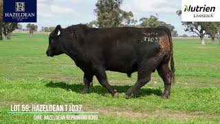 Hazeldean Lot 59 [upl. by Bourke]