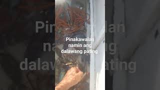 pinakawalan namin ang dalawang pating na maliitpating likesubshare [upl. by Akinat748]