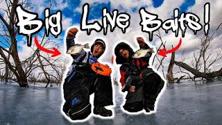 Ice Fishing a FLOODED FORREST for BIG FISH w BIG BAITS FISH EVERYWHERE [upl. by Wakerly]