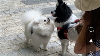 Walking with cotton and kimchi [upl. by Khan]