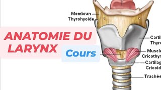 LE LARYNX [upl. by Elyac]