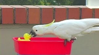 Bath Time Fun w Rubber Ducky  Cockatoo Pigeon Magpie [upl. by Kathlin]