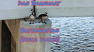 Dan Barnhart BritainastanDisco Ducks [upl. by Alikam930]