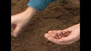 Planting Corn [upl. by Aihsekyw703]