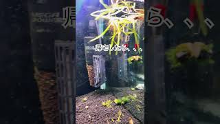 aquarium snakehead fishing アクアリウム ライギョ雷魚すねー スネークヘッド [upl. by Magdau]