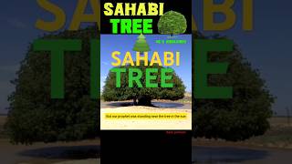 Sahabi Tree 🌲🌲 sahabitree islamicvideo shorts [upl. by Akzseinga753]