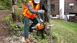 SAFELY Cutting Large Trees with Chainsaw using wedges in under 3 minutes [upl. by Ranip]