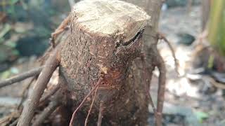 Sudah mulai tumbuh tunas baru  10 hari setelah pruning semua bahan bonsai [upl. by Enrico]