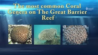 Identifying the most common coral genera on the Great Barrier Reef  JCU Classroom on the Reef [upl. by Adniralc]