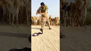 Villag life And village snake [upl. by Mishaan]