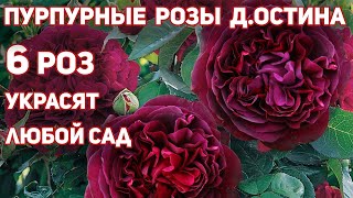 Английские розы  сорта для северных регионов у нас 3я клзона пышно и обильно цветущие сорта [upl. by Aryc]