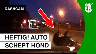 Familie in shock na aanrijding hond  DASHCAM 117 [upl. by Temhem]